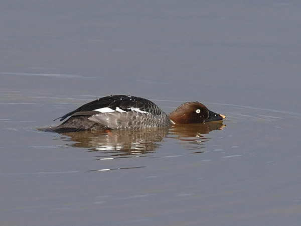 Telkkä, Common Goldeneye, Bucephala clangula